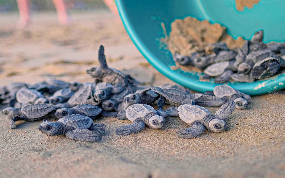 Anuncian nacimiento de dos nuevos santuarios para tortugas marinas en playas de Oaxaca