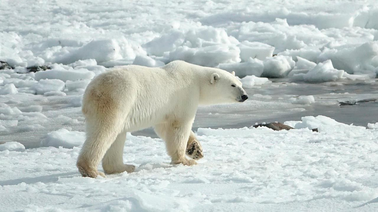 Extraño ataque de oso polar en Alaska: Mueren 2, pero no pasaba desde 1990