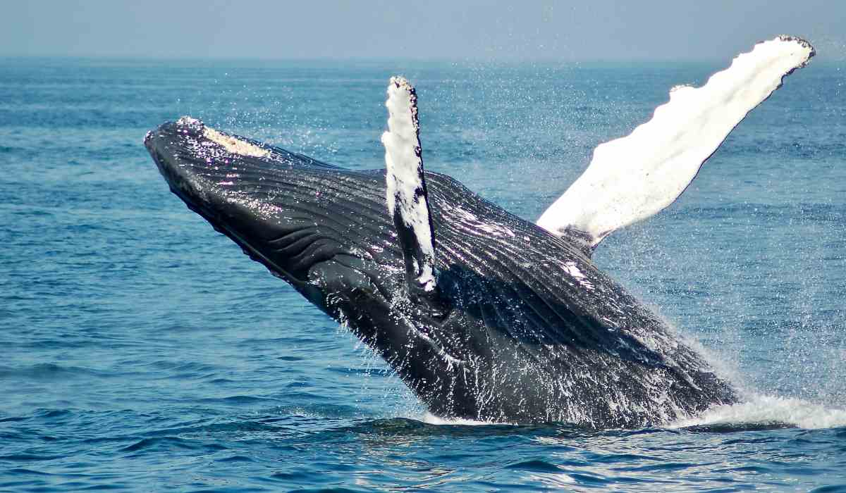 Día Mundial de las Ballenas