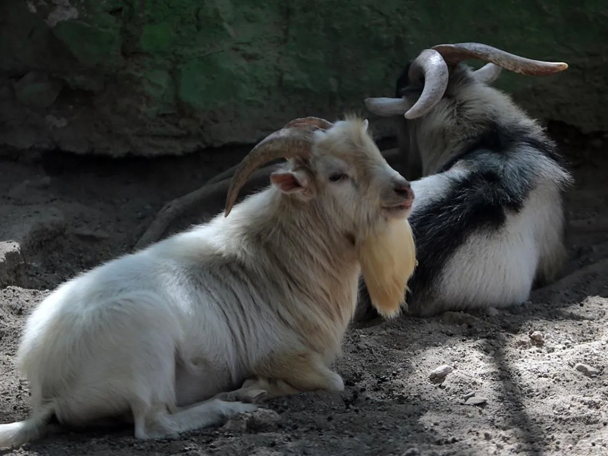 Zoológico de Chilpancingo cocinó a sus cabras pigmeas para su posada navideña