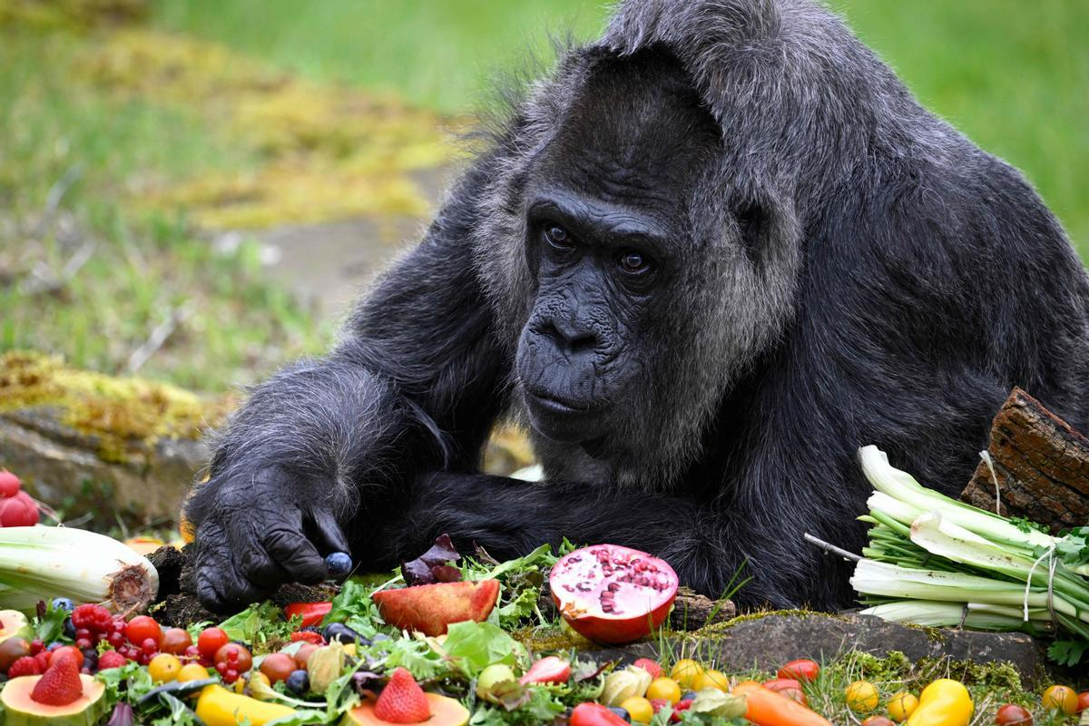 “Fatou”, la gorila más vieja del mundo, cumple 66 años en zoológico de Berlín