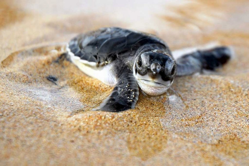 En cinco años, 57 mil 767 tortugas fueron rescatadas por la FGR