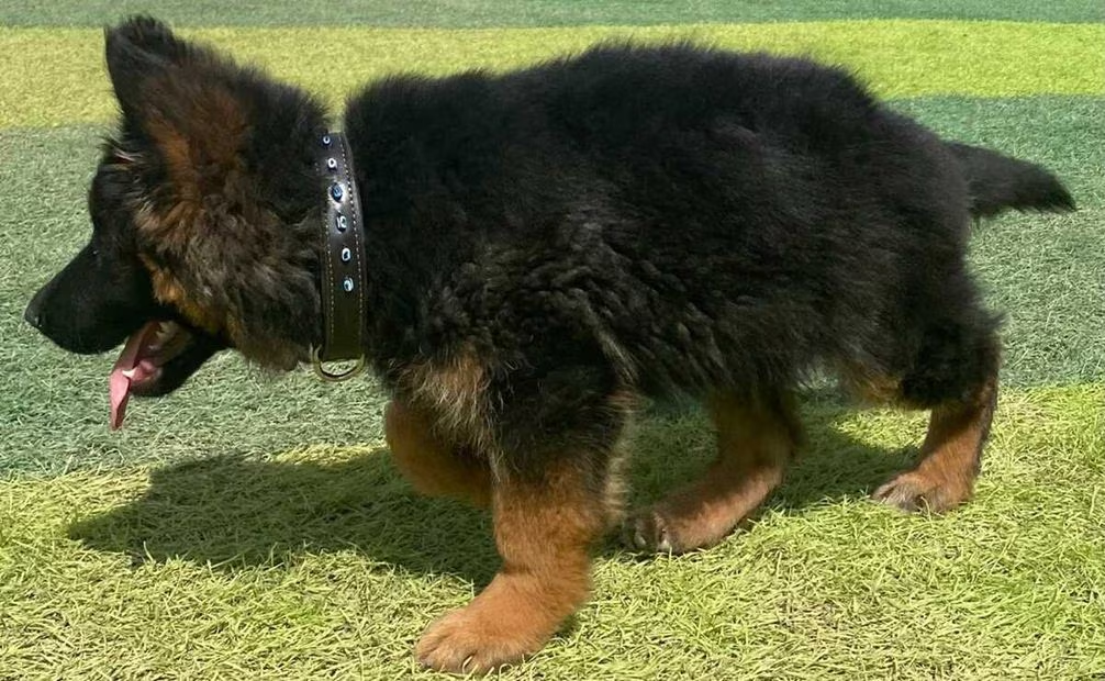 llega a México cachorro rescatista donado por Turquía tras muerte de “PROTEO”