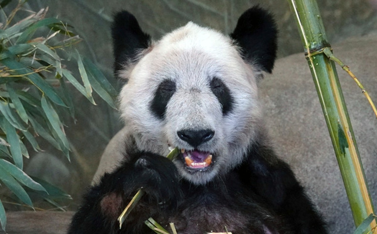 Yuan Meng, primer panda nacido en Francia, será trasladado a China en julio