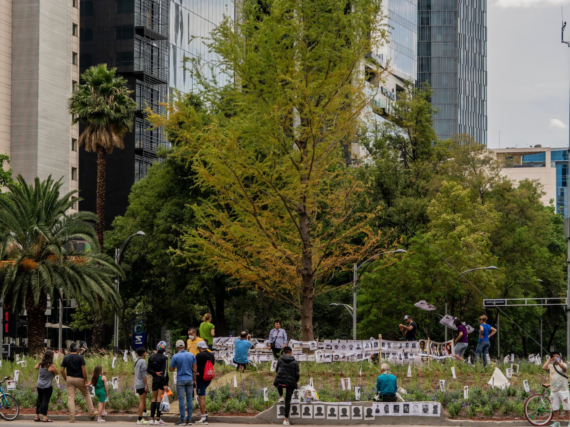 Plantan nuevo árbol de ahuehuete en Paseo de la Reforma