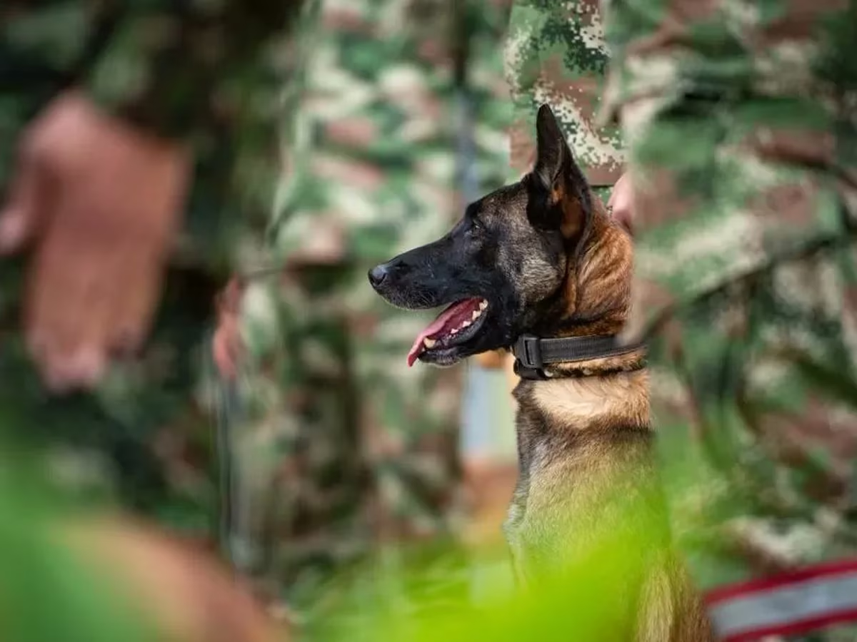 En Colombia, buscan 70 militares al perro rescatista perdido en la selva