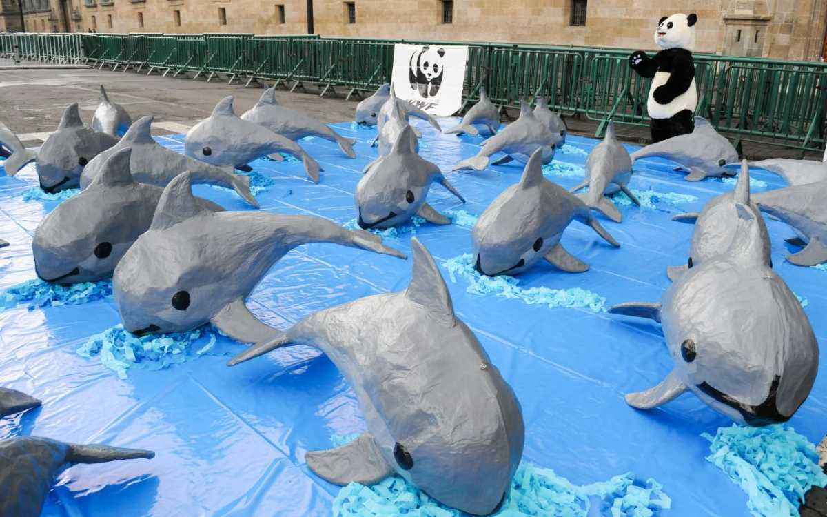 EU perdona a México y le da un año para proteger a la vaquita marina