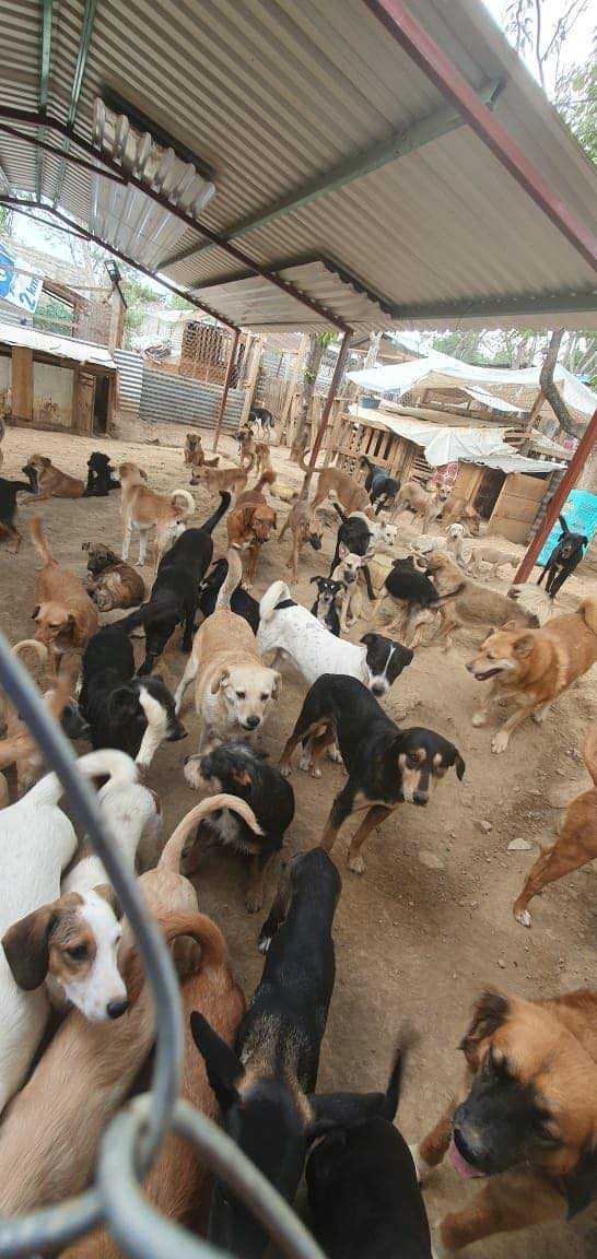 Cierra albergue Patitas Felices en Oaxaca; tiene que dar en adopción 200 perros.