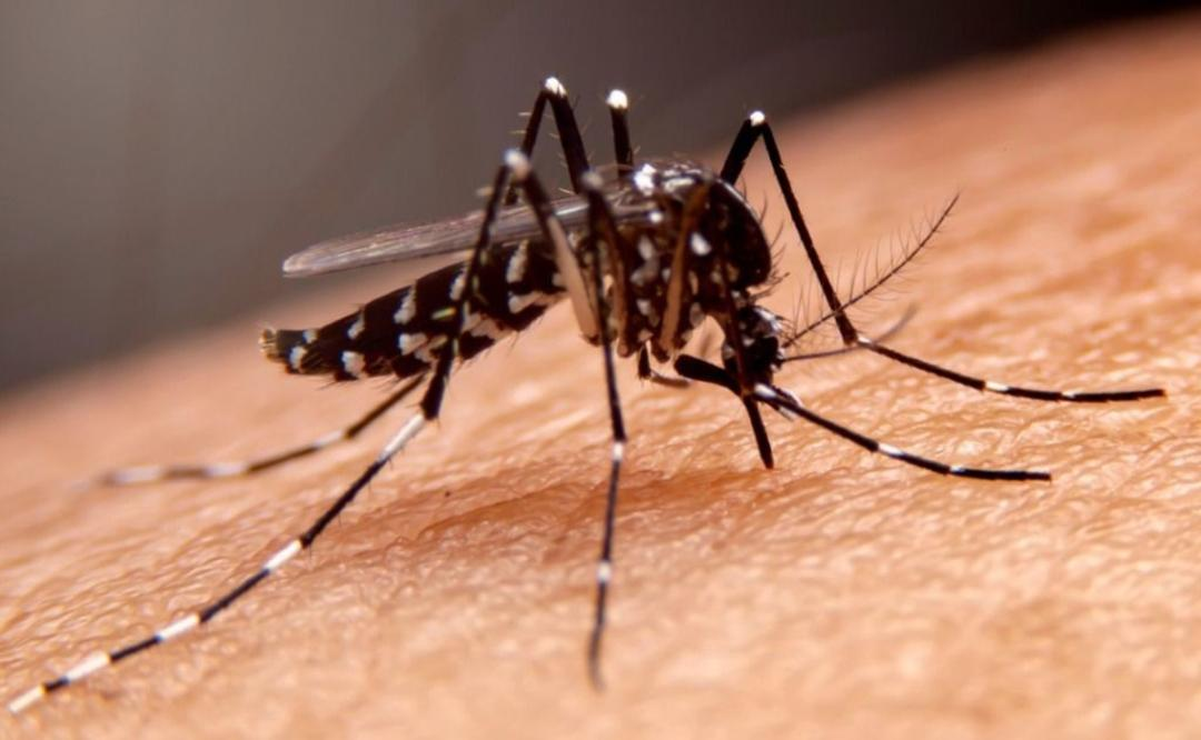 Al menos 48 municipios se encuentran en riesgo epidemiológico alto a consecuencia del dengue.