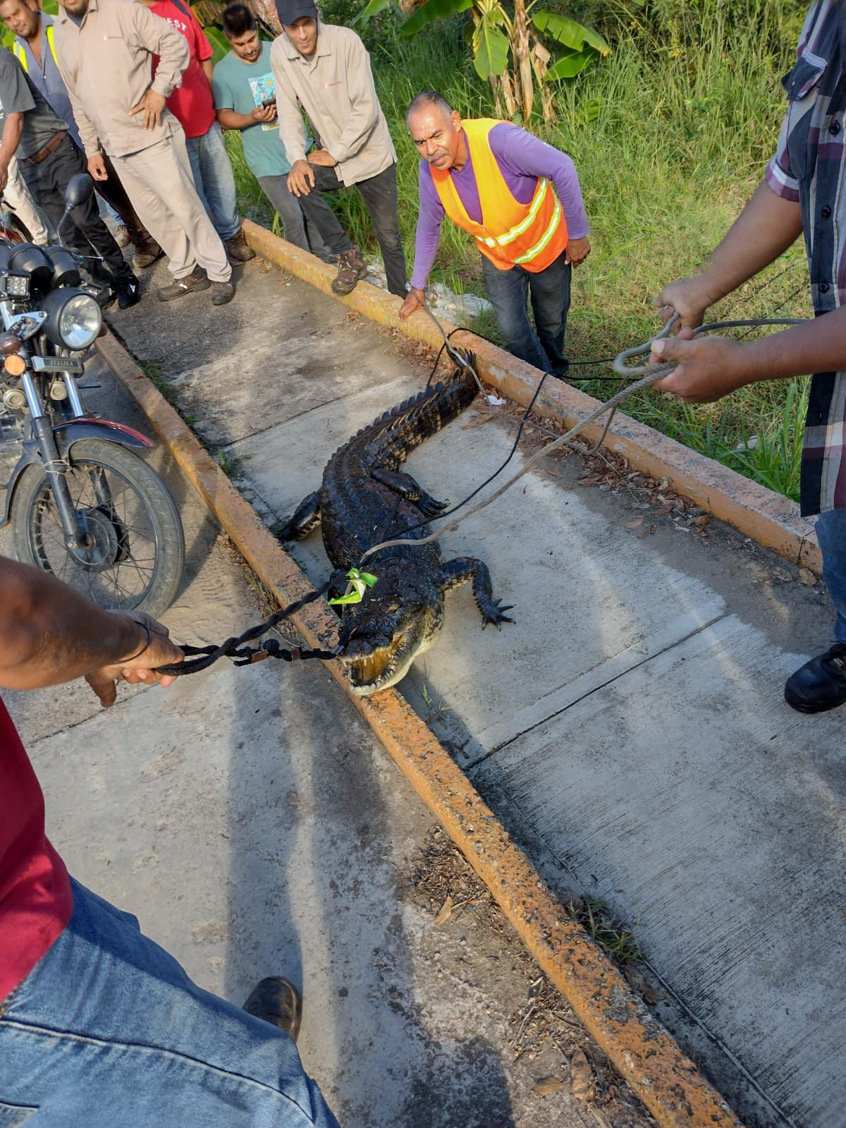 Grupo de hombres capturan y matan con un martillo a un cocodrilo en Tuxtepec, Oaxaca.