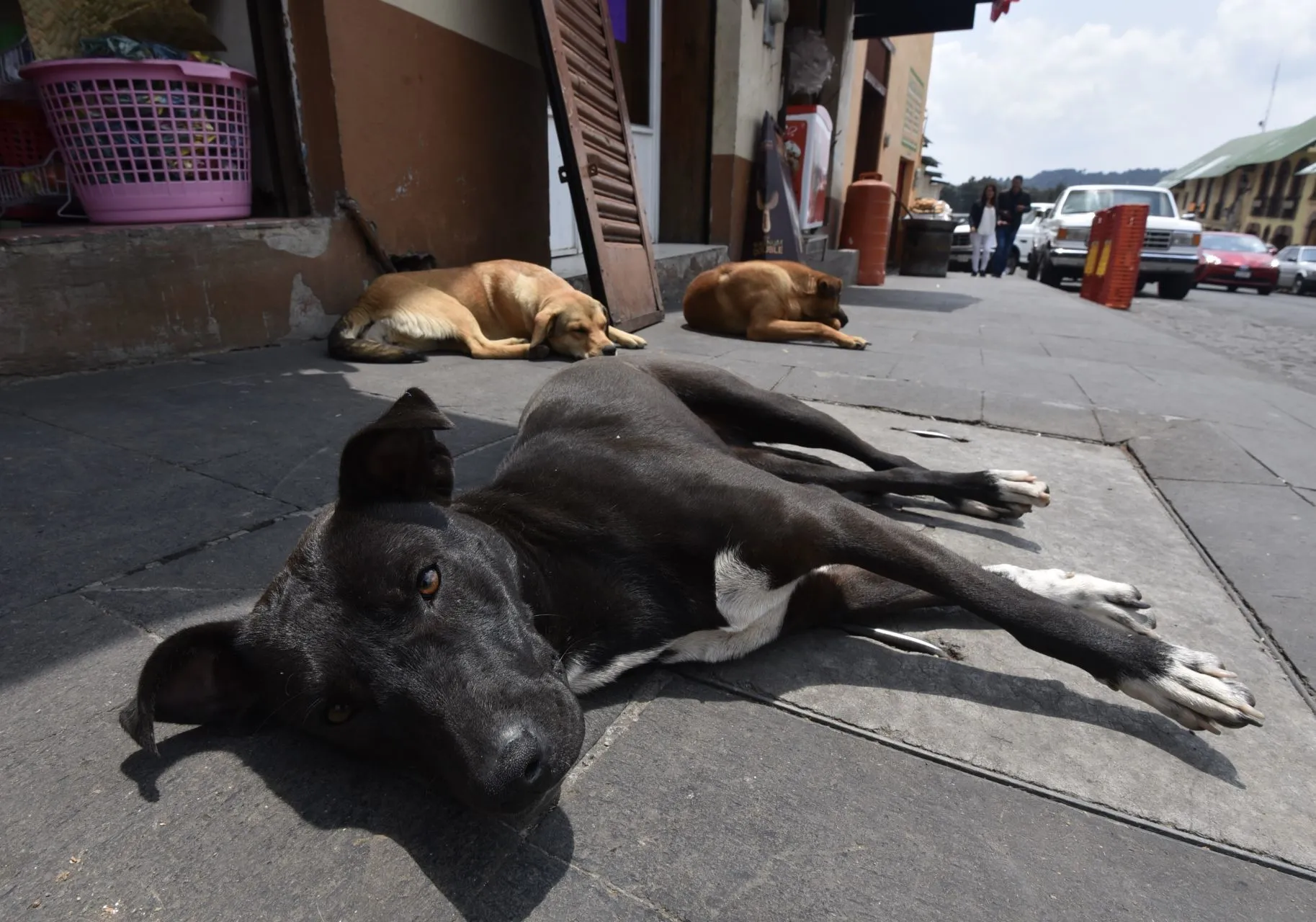 Investigan envenenamiento de perros en Oaxaca