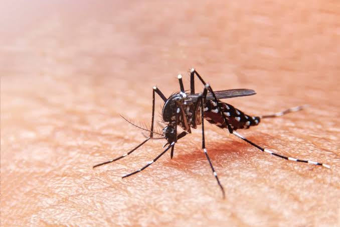 Oaxaca registra aumento en contagios de dengue durante temporada invernal