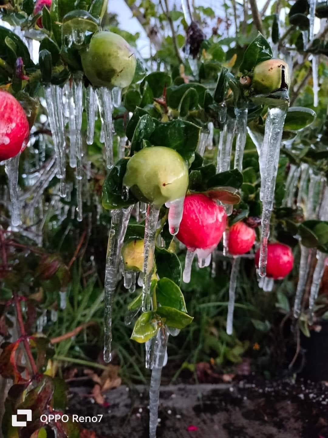 Reportan temperaturas de -8 grados en múltiples regiones de Oaxaca