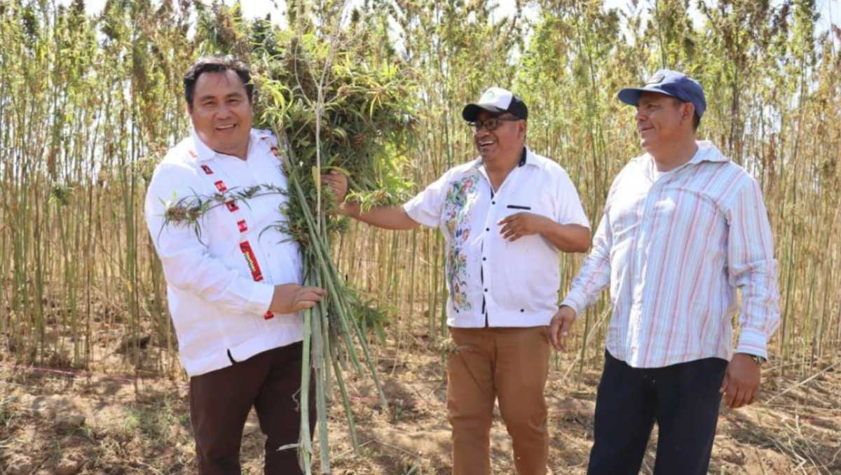 Realizan en Oaxaca primera cosecha de cannabis para uso industrial
