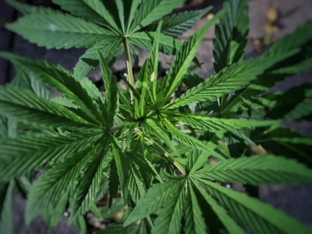 Cofepris niega autorización de cultivo experimental de cannabbis en Oaxaca
