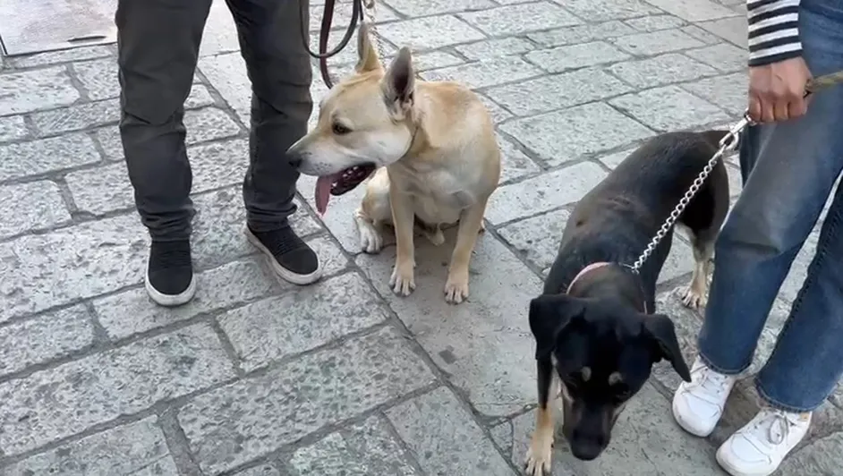 Fiscalía de Oaxaca investiga aparente envenenamiento del “Flaco” y “Zoé”; eran perros callejeros