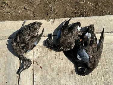 Decenas de aves aparecieron muertas en el río Papaloapan en Tuxtepec, Oaxaca