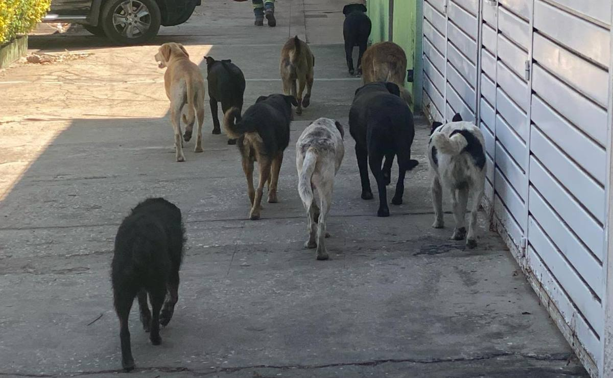 Perros pitbull atacan a menor en municipio de la Costa de Oaxaca