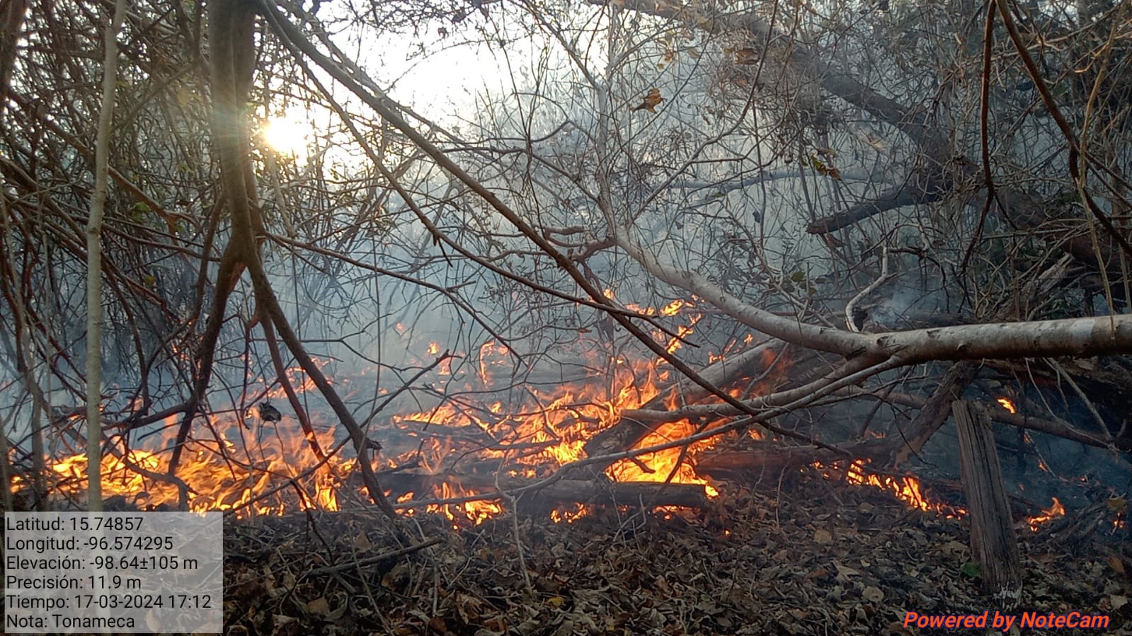 Combatientes de COESFO trabajan arduamente para extinguir incendio forestal en Santa María Tonameca