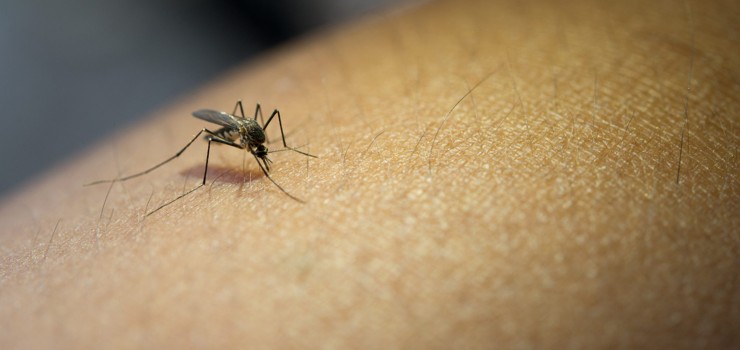 Aumento Atípico de Dengue Detectado por la Secretaría de Salud de Oaxaca