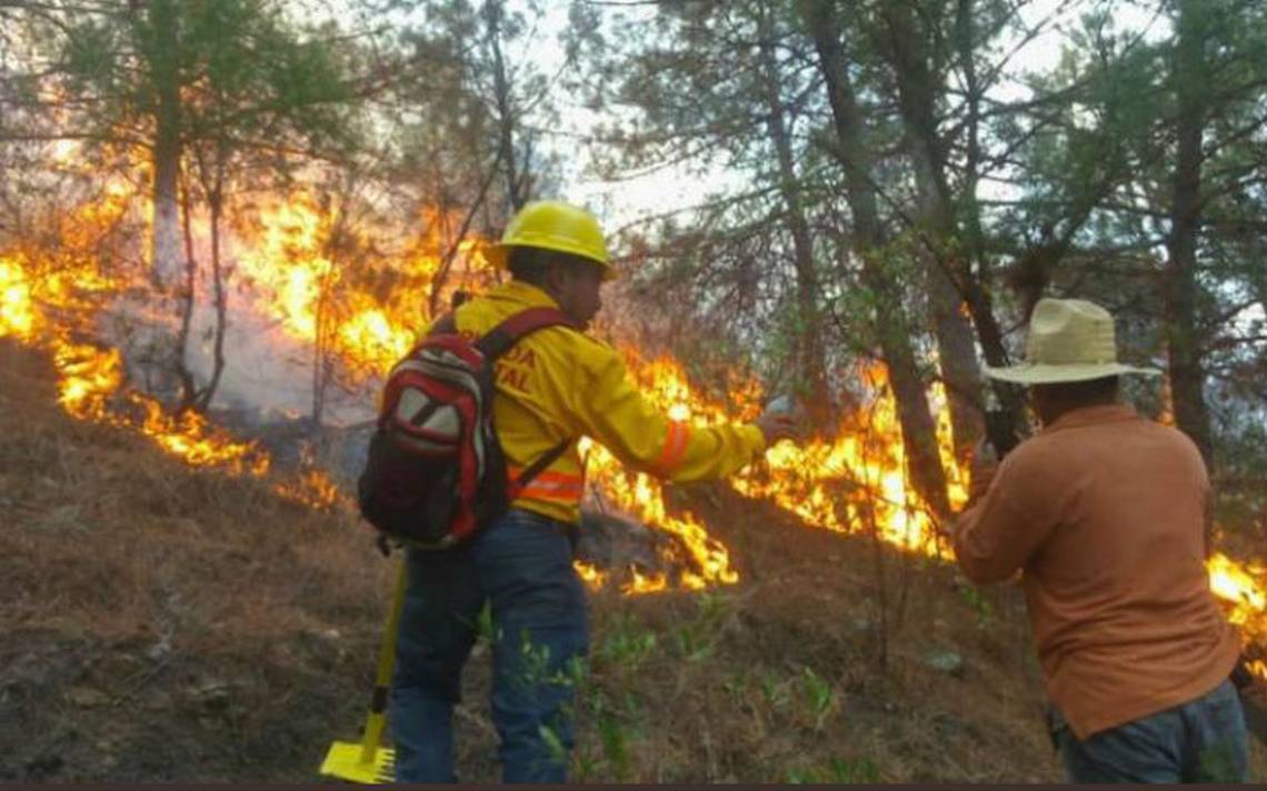 Arden Los Chimalapas: Dos incendios arrasan 400 hectáreas de selva zoque en Oaxaca