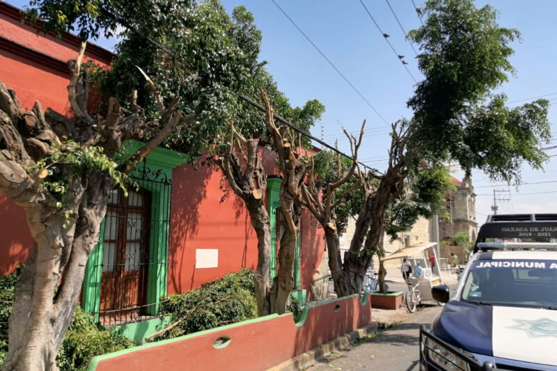 Más de 120 mil pesos en multas por daños a árboles en Oaxaca de Juárez
