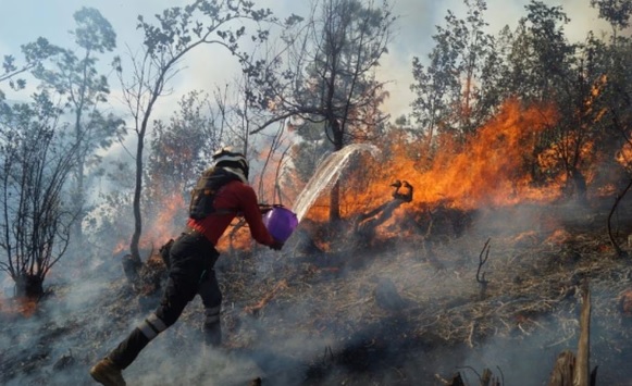 Daños de incendios en selva de Los Chimalapas tardarán décadas en restaurarse