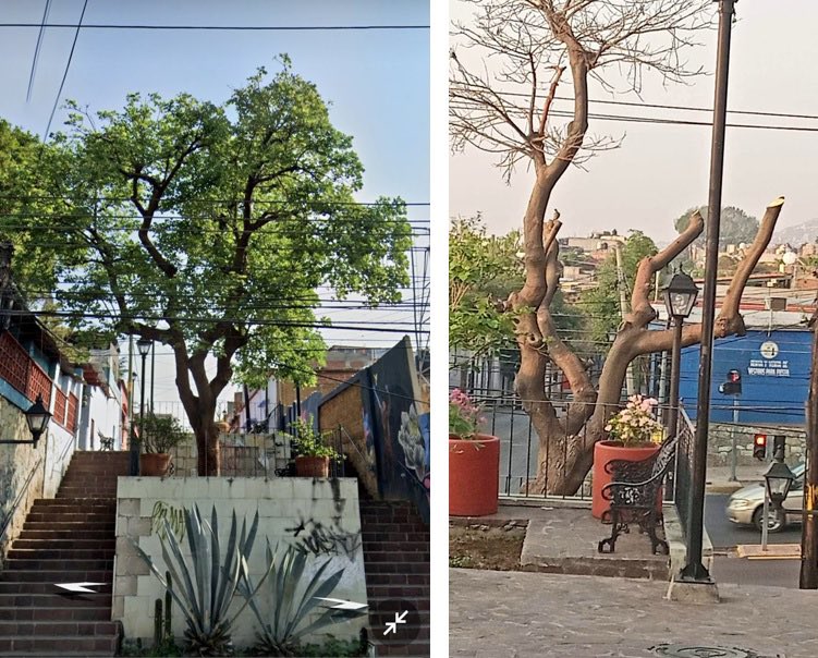 Denuncian poda arbitraria de árbol emblemático en el barrio de Xochimilco, Oaxaca