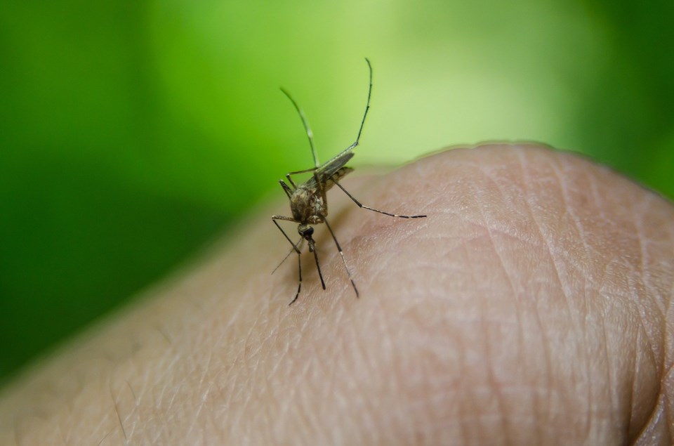Oaxaca registra tres casos de Zika en lo que va del 2024