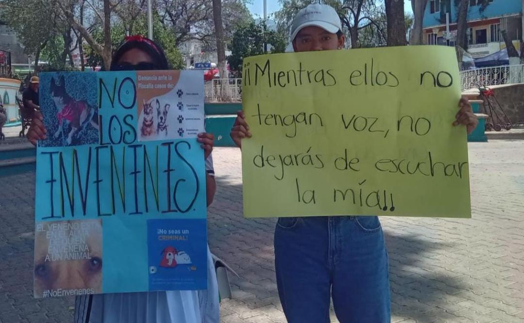 Crisis por envenenamiento de perros en Juxtlahuaca: Animalistas exigen acción urgente