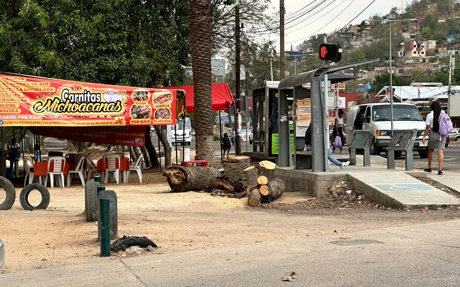 Autoridades investigan tala clandestina de palmera y árbol en San Jacinto Amilpas