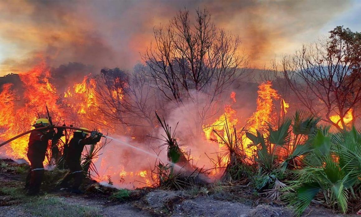 Cinco incendios forestales activos devastan la selva de Santa María Chimalapas, Oaxaca