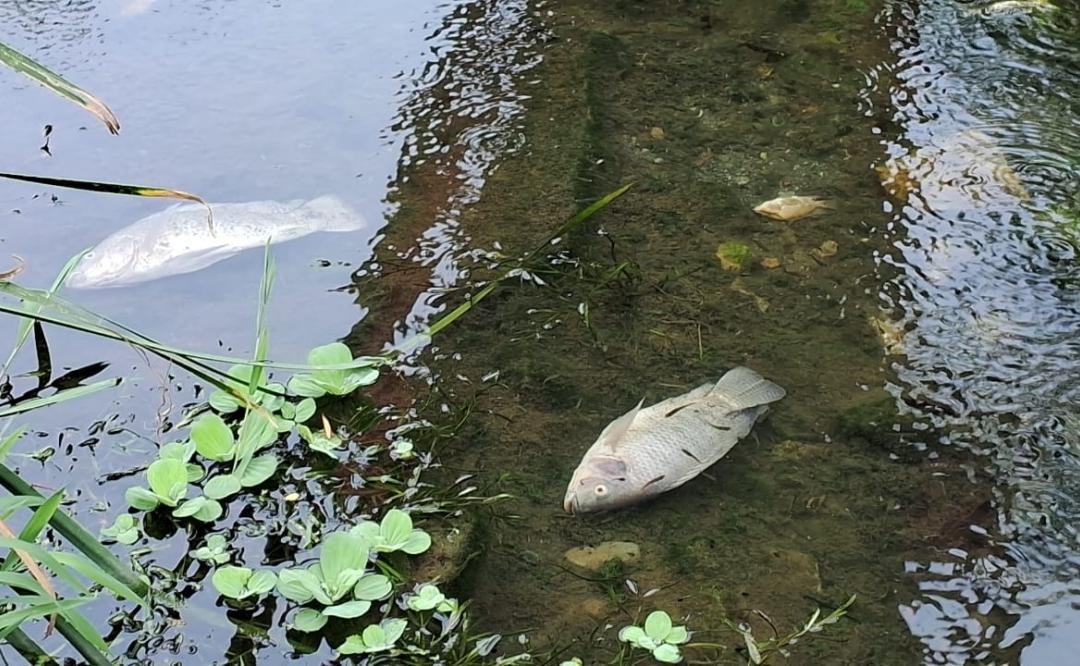Cientos de peces muertos aparecen en el contaminado río Las Nutrias en Juchitán