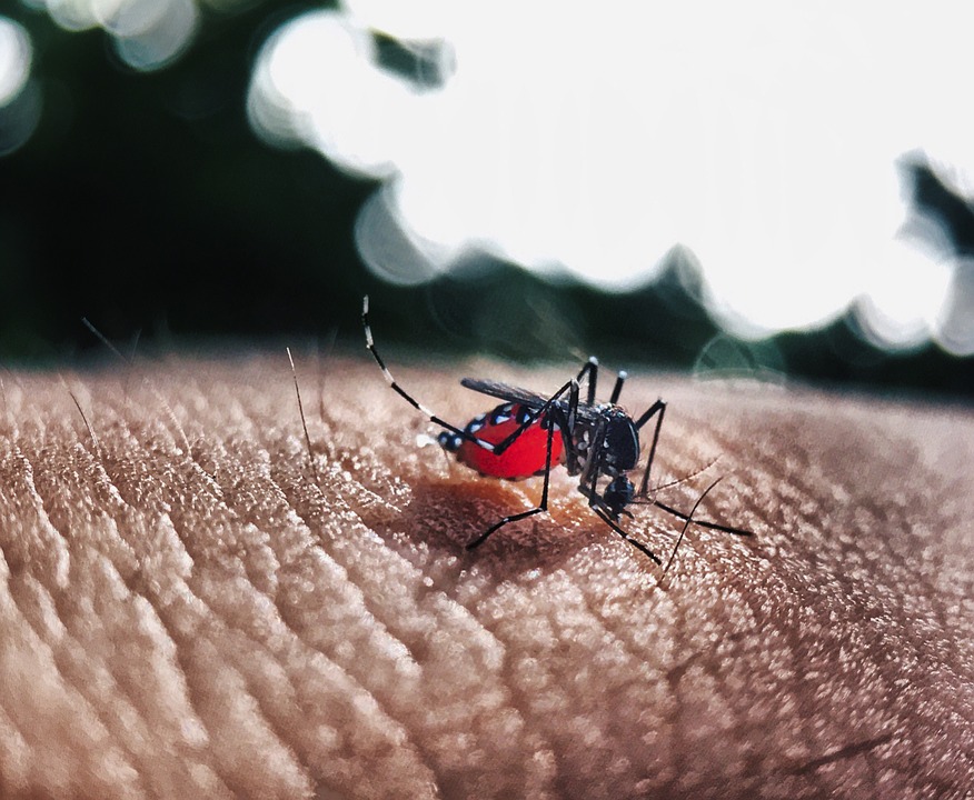 Oaxaca reporta 113 nuevos casos de dengue en la última semana: SSO