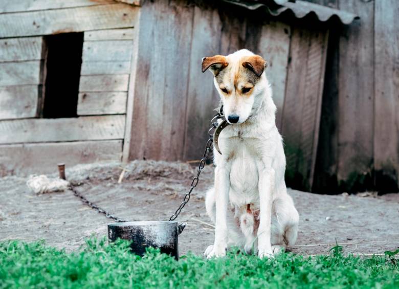 Más de 30 investigaciones por maltrato animal en Oaxaca: Fiscalía General