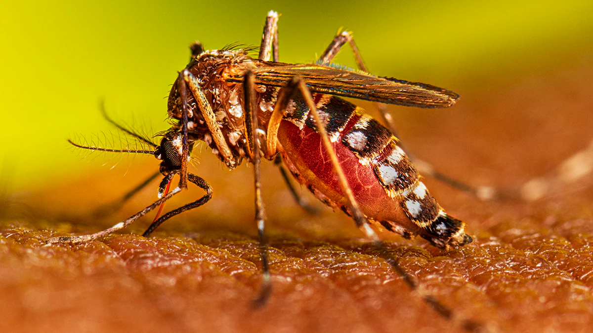 Oaxaca suma 366 casos nuevos de dengue y llega a mil 855; reportan en 65% la ocupación hospitalaria