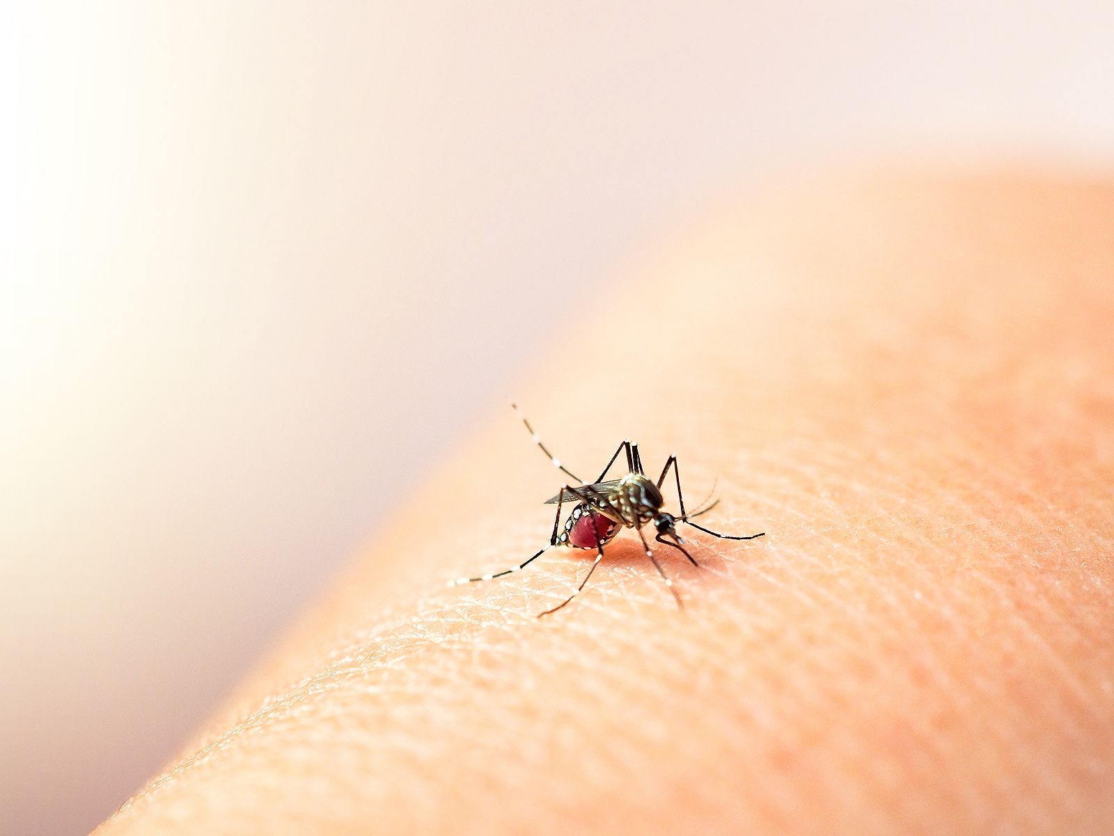 Confirman 24 nuevos casos de dengue en Oaxaca