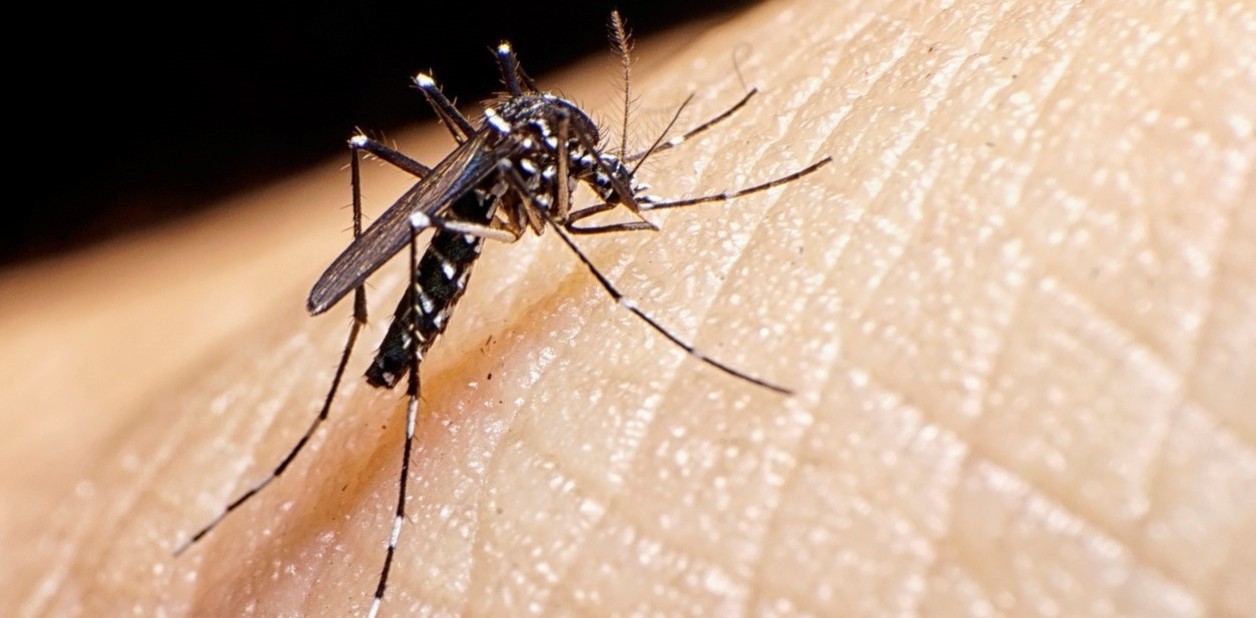 Oaxaca registra 6 muertes y 2,690 casos de dengue, la mayoría en Valles Centrales