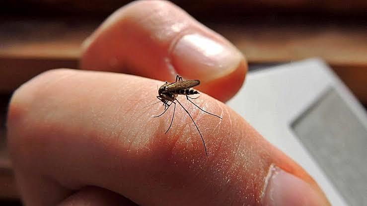 Avanza el Dengue en Oaxaca: Reportan 2,138 Casos y Tres Defunciones en Menores