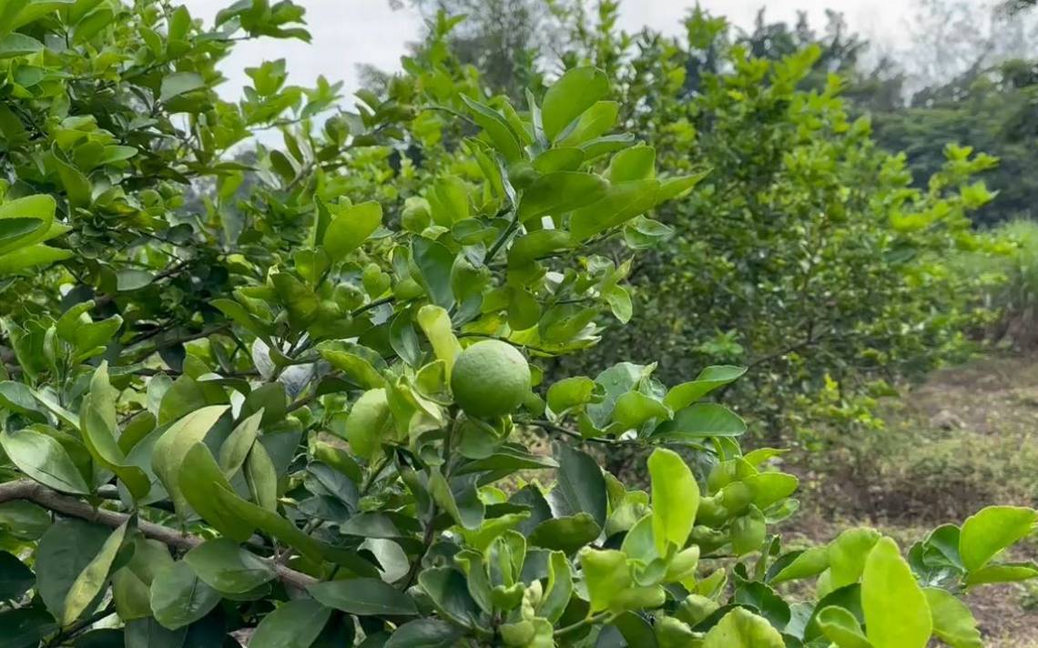 Productores afro de limón en Oaxaca exigen apoyo gubernamental para mejorar infraestructura y comercialización