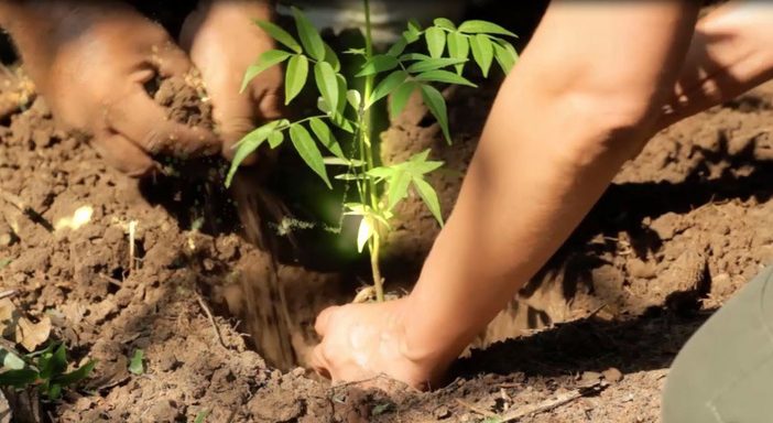 Capulálpam Inicia Campaña de Reforestación Comunitaria Tras Incendios Forestales en Oaxaca