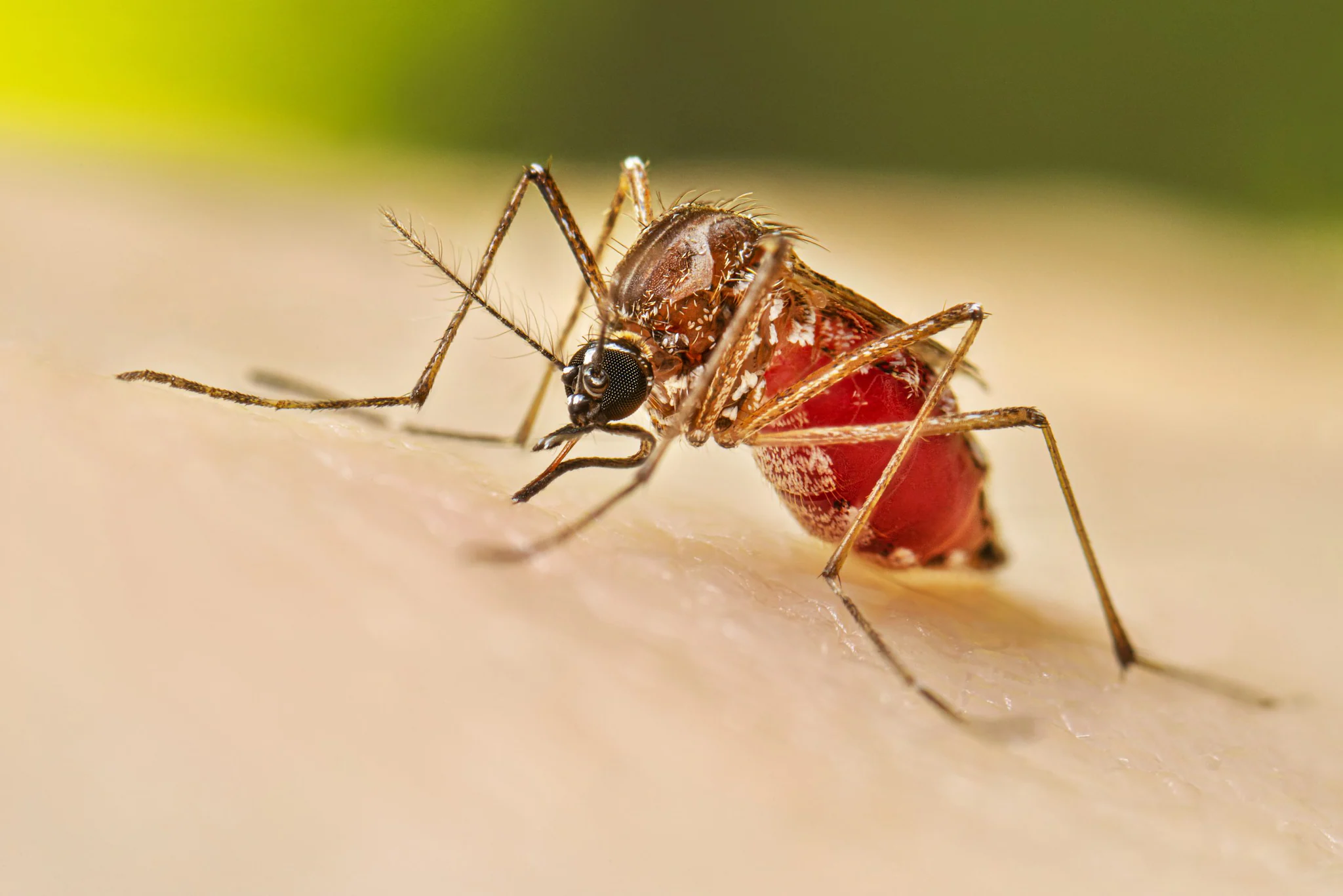 Lluvias y dengue azotan Oaxaca
