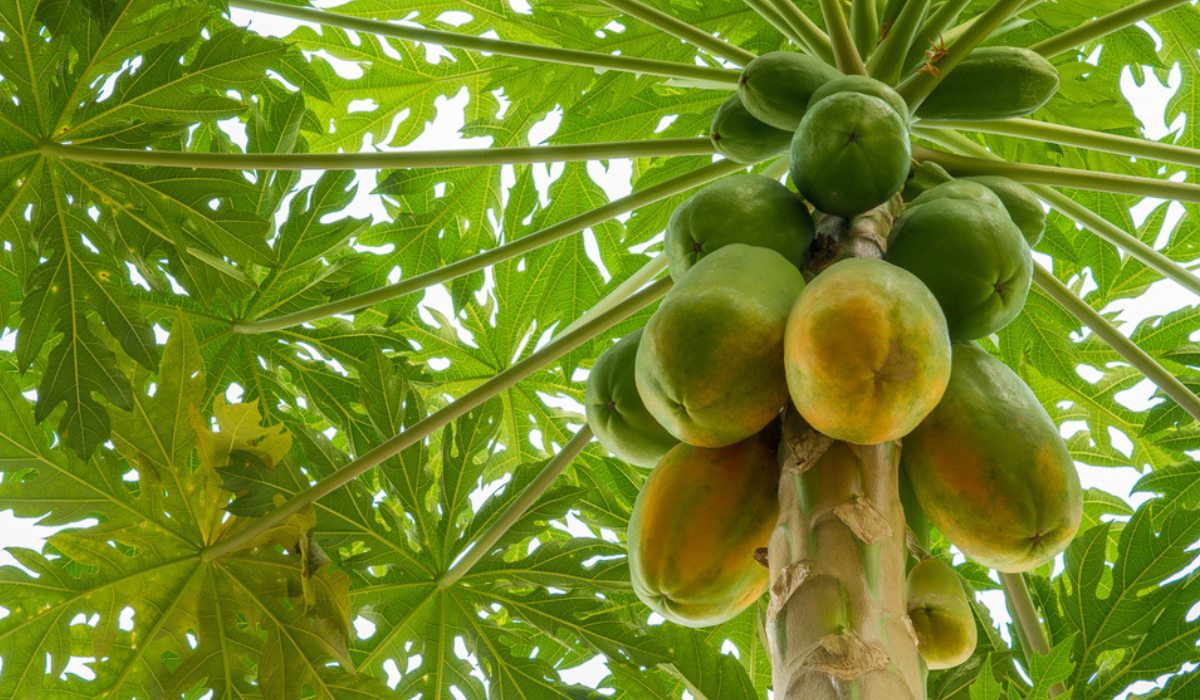 Oaxaca lidera la producción nacional de papaya con 318,923 toneladas anuales