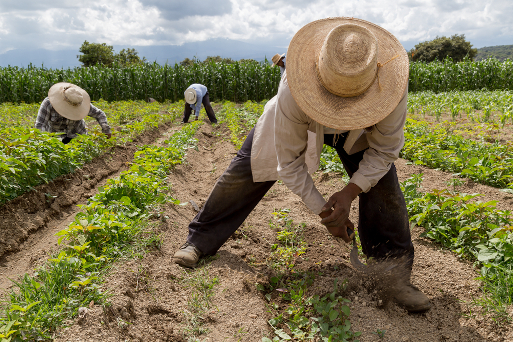 Llamado urgente a impulsar el sector agroindustrial en la Mixteca para garantizar su desarrollo y sustentabilidad alimentaria