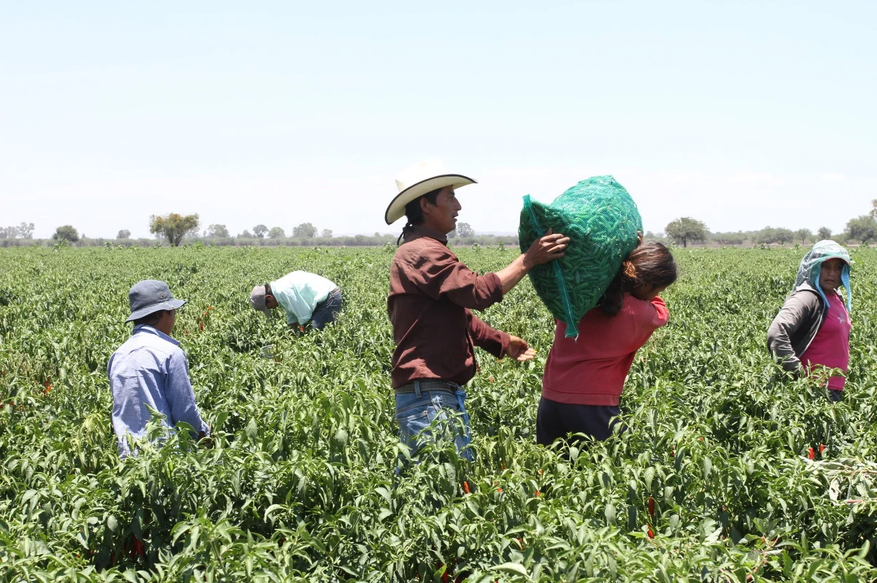 Oaxaca lidera las regiones con mayor pobreza extrema entre jornaleros agrícolas, según informe del Coneval