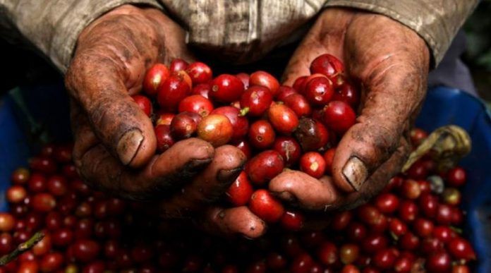 Café escaso y más caro en la Región Mazateca: productoras y productores enfrentan baja cosecha en 2025