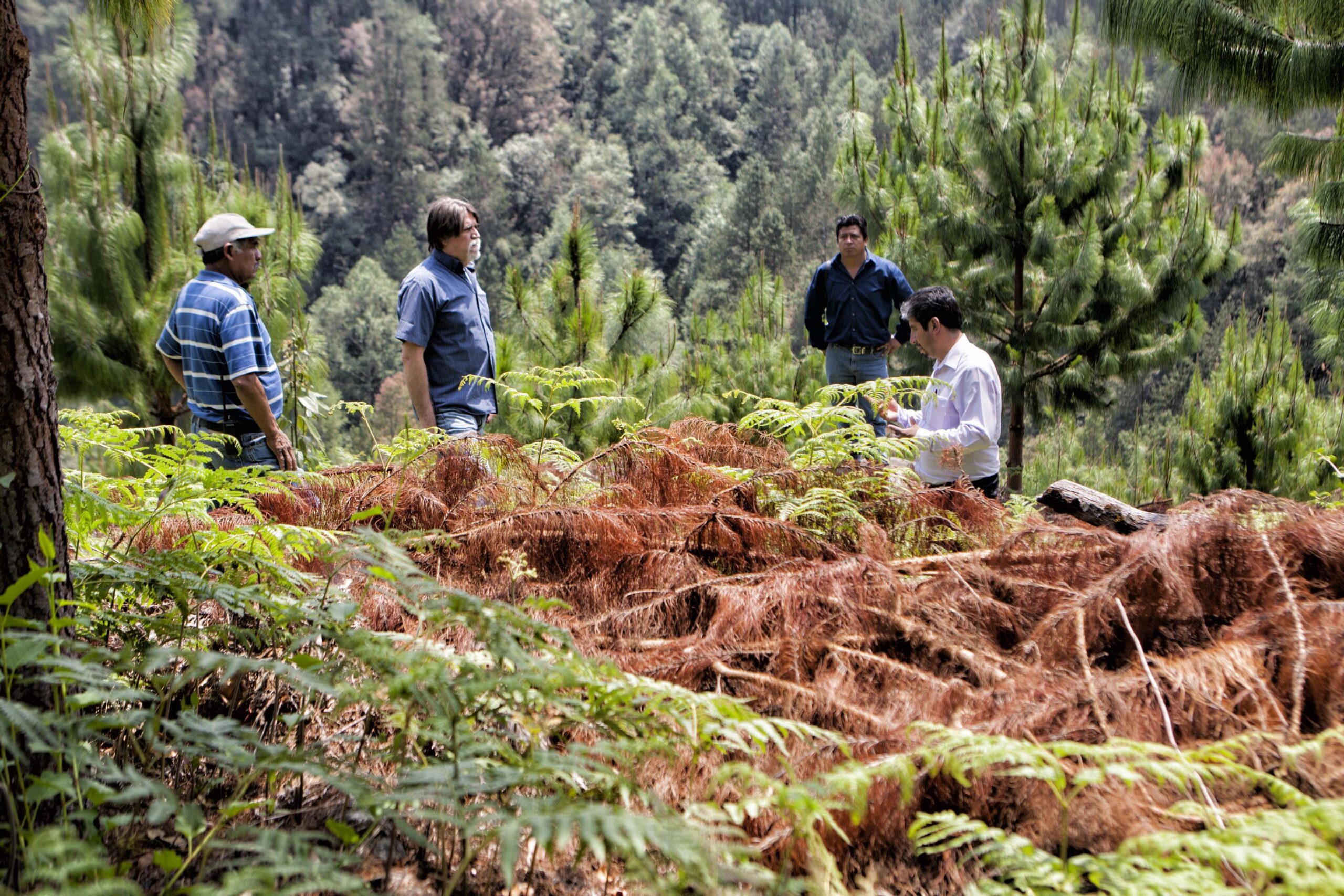 Organizaciones comunitarias denuncian graves problemas en comunidades forestales de Oaxaca y otros estados del país