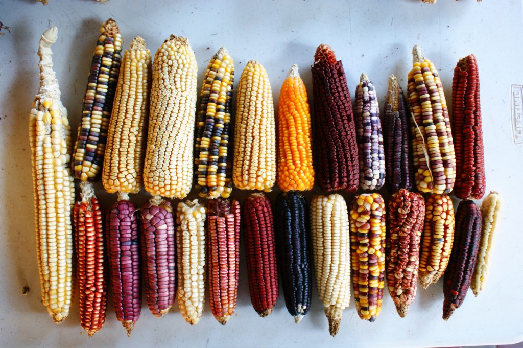 Oaxaca Enfrenta el Riesgo de Perder Más del 50% de sus Razas de Maíz Nativas