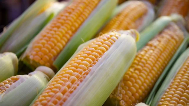 Cámara de Diputados aprueba reforma constitucional que prohíbe el cultivo de maíz transgénico en México