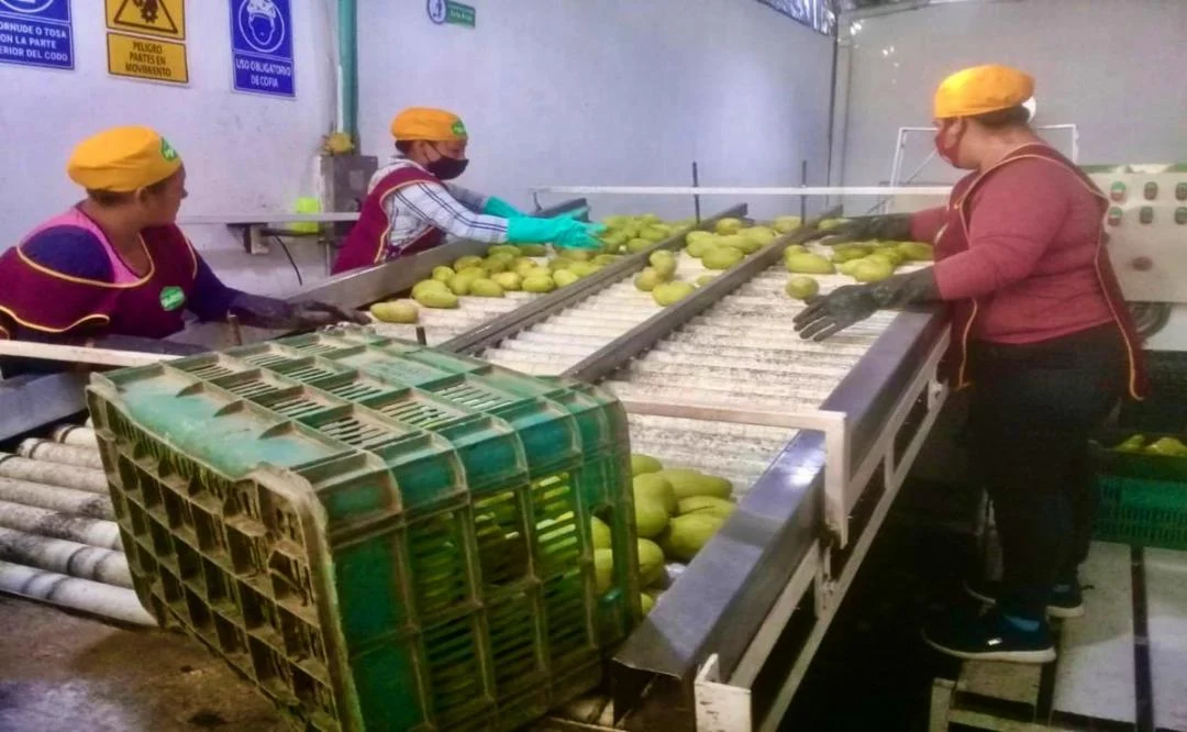 Oaxaca Aumenta sus Exportaciones, Pero Sigue Lejos de Ser Competitiva en el Comercio Internacional